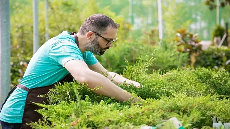 The Green Choice: Understanding The Benefits of Organic Lawn Fertilizer