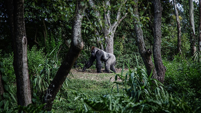 Gorilla Trekking in Africa - An Unforgettable Adventure!