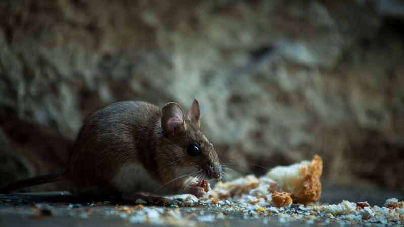 Rat Removal for Basements: Effective Strategies and Solutions