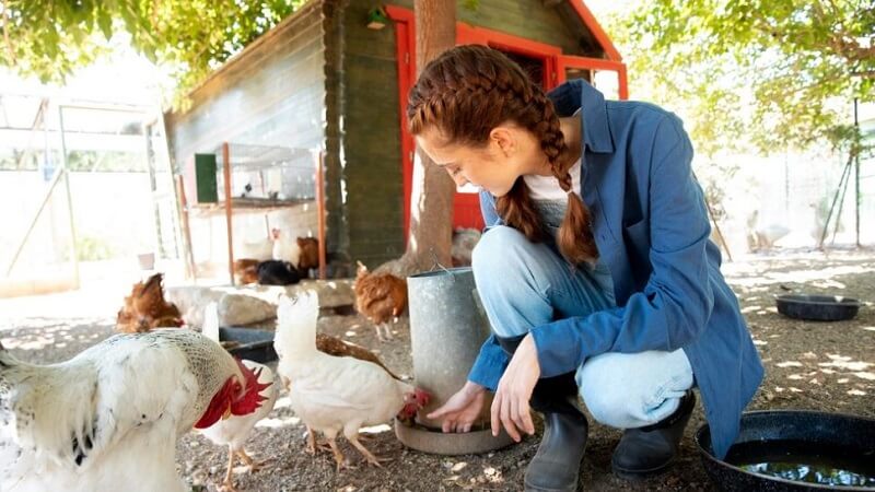 Backyard Chickens in Manitoba: Rules, Benefits, and How to Get Started